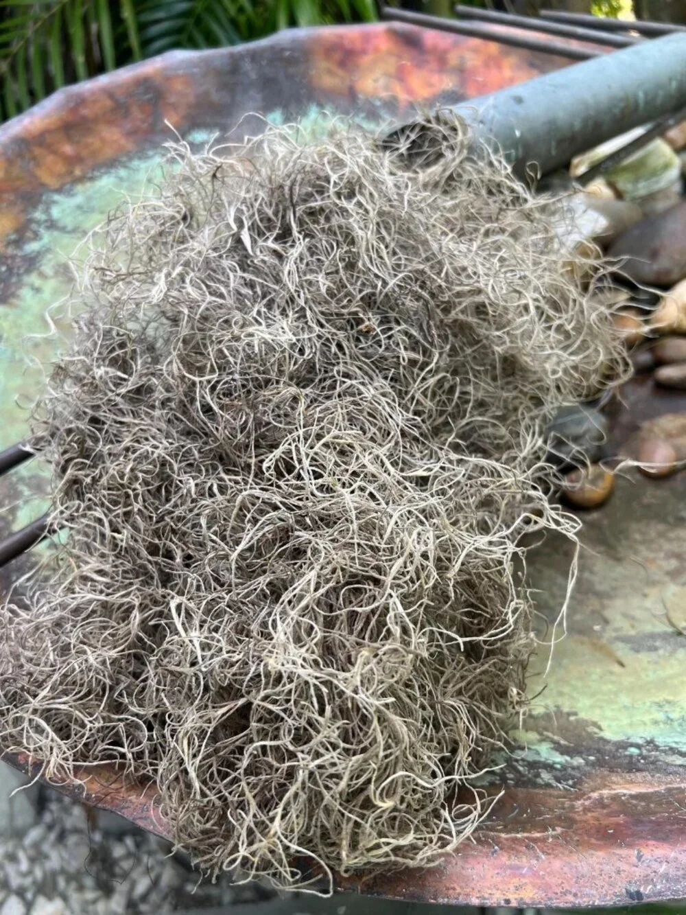 Organic Cured Spanish Moss Air Plant Overstuffed 1 Gallon Bag Craft Decor